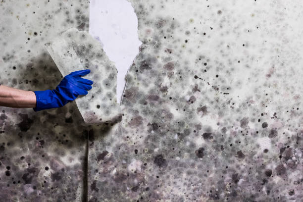 Best Mold Damage Repair  in Cherryvale, SC