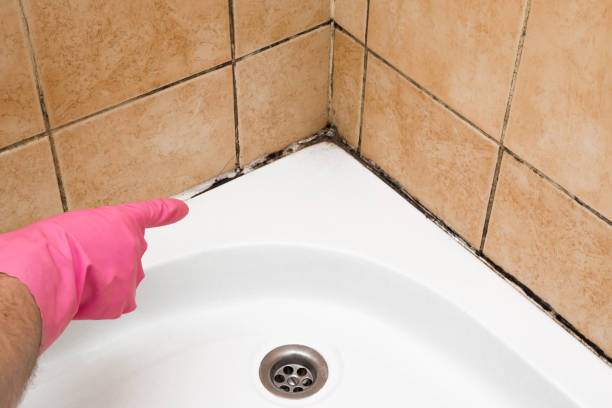 Best Mold Removal Process  in Cherryvale, SC